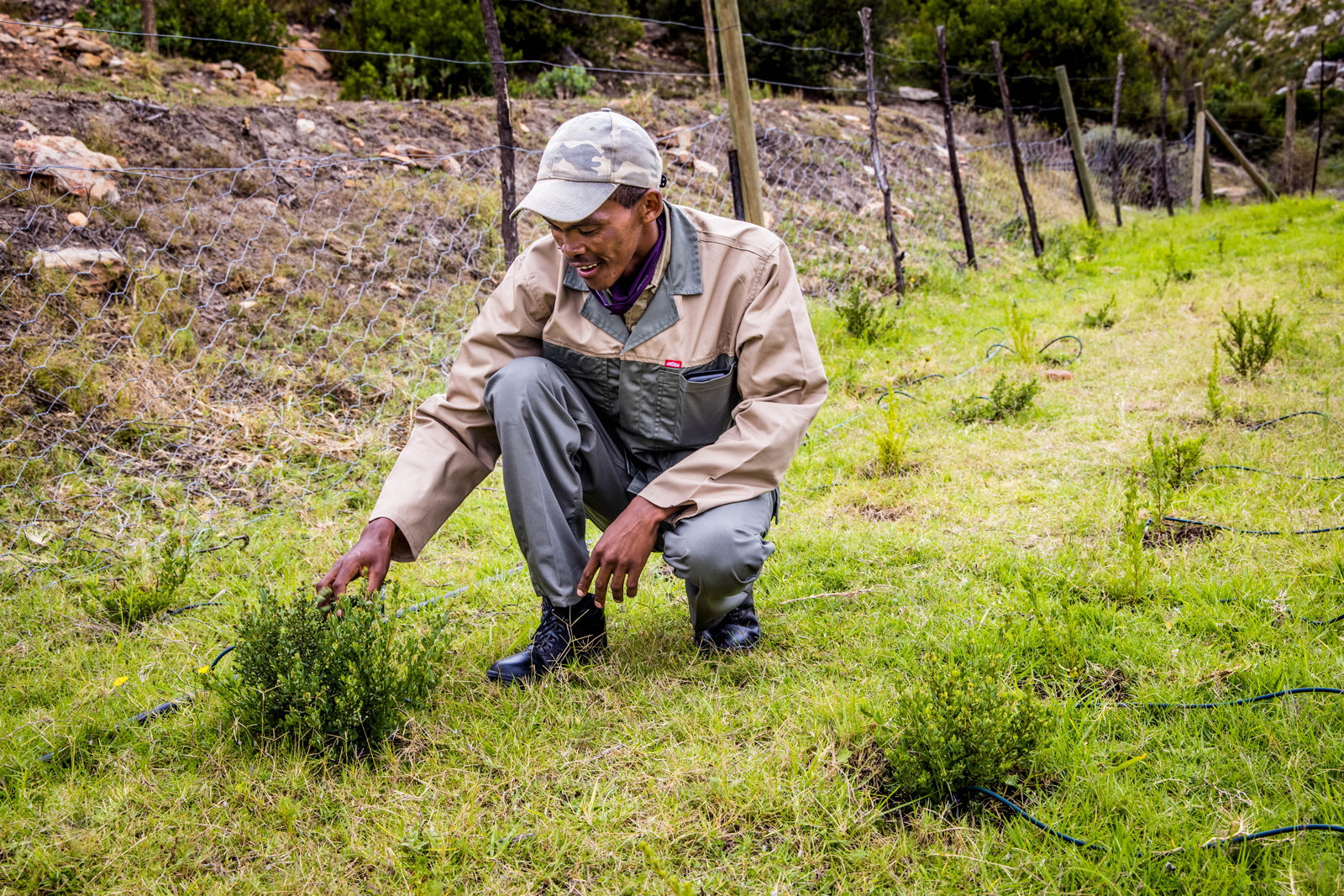 Nigiro's honeybush tea research and development trial block