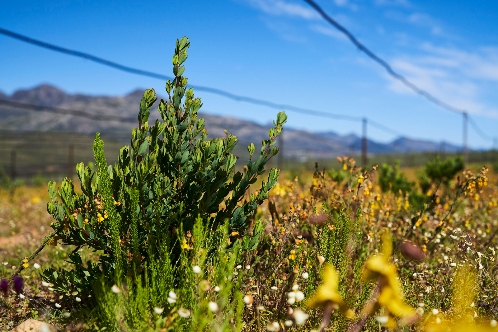 Nigiro regenerative honeybush cultivation