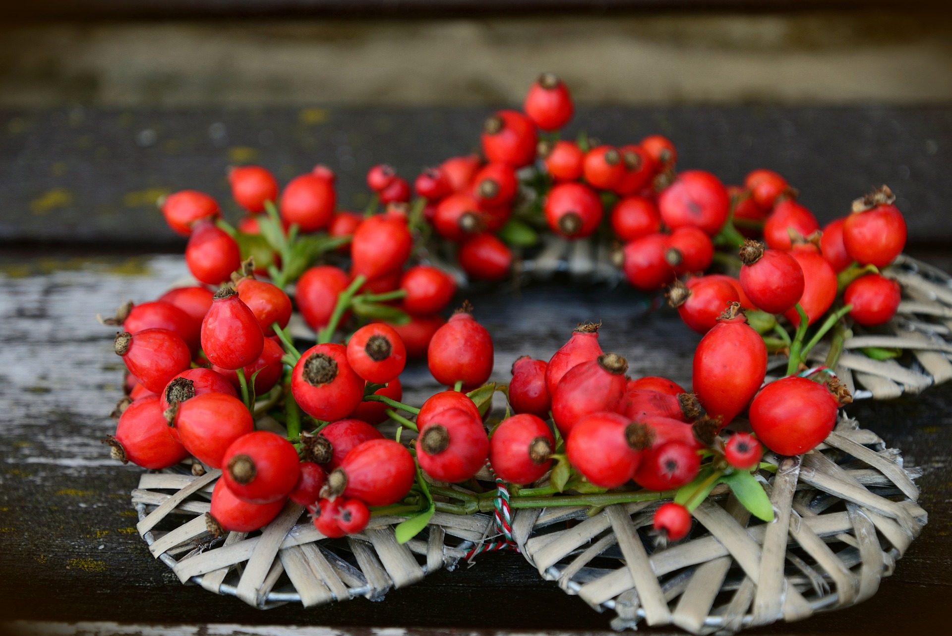 Nigiro tending honeybush seedlings in the nursery